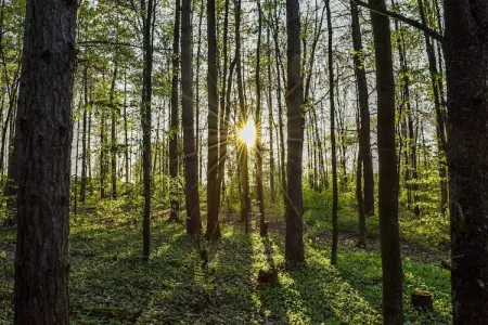 Village de Vacances Oignies 6, Chalet moderne en bois avec cuisinière, situé en forêt - Photo 16