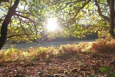 Village de Vacances Oignies 6, Chalet moderne en bois avec cuisinière, situé en forêt - Photo 19