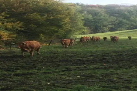Chalet Choufken, Chalet 9 personnes à Durbuy - Photo 36