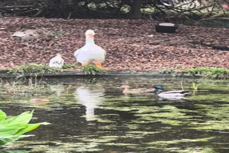 Chalet Choufken, Chalet 9 personnes à Durbuy - Photo 40