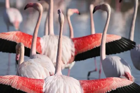 Ferienhäuschen in Bellegarde / La Pichoulino, Maison 4 personnes à Bellegarde - Photo 24