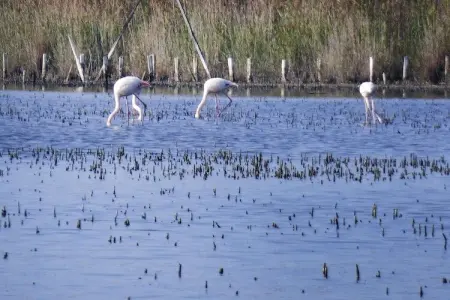 Ferienwohnung in Bellegarde / Les Santolines, Appartement 2 personnes à Bellegarde - Photo 20