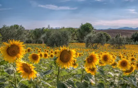 Villa Le Selve, Appartement 6 personnes à Lari - Photo 52