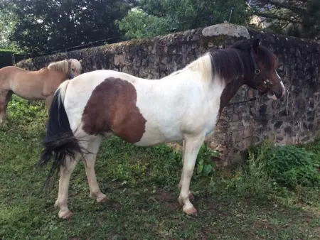 Gîte familial restauré en pleine nature avec terrasse, proche forêt, idéal pour groupes et PMR - Photo 26