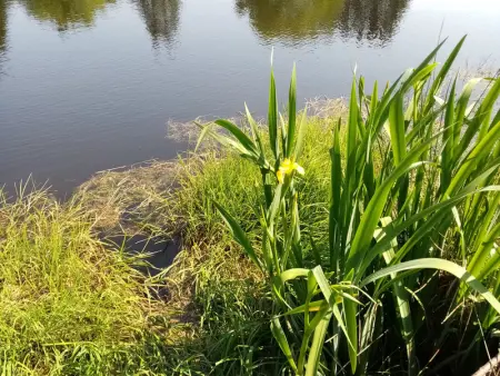 Maison de Caractère pour 12, Proche Gérardmer & Thermes, Nature et Confort - Bellefontaine - Photo 28