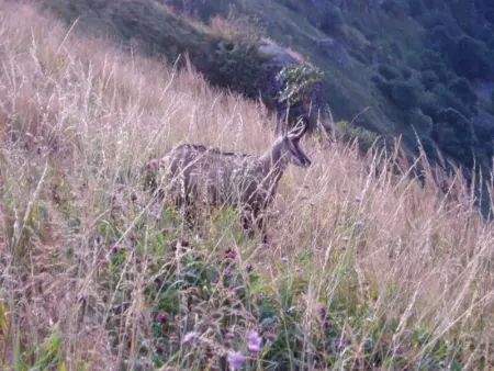 Charmant chalet de montagne avec terrasse et vue imprenable - Photo 27