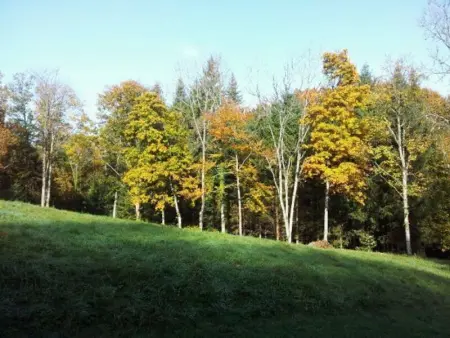 Gîte Confortable en Pleine Forêt avec Étang, Idéal pour Familles et Amis - Photo 22