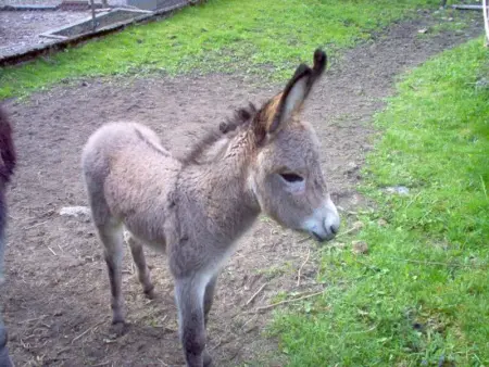Chalet confortable 3 chambres, proche Gérardmer, avec garage, balcon et équipements bébé. - Photo 32