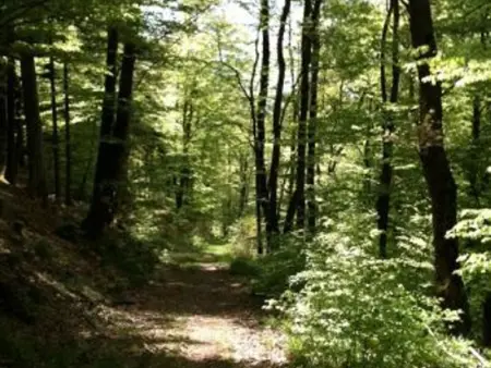 Chalet chaleureux avec sauna, terrain, terrasse et babyfoot à Saint-Nabord - Photo 31