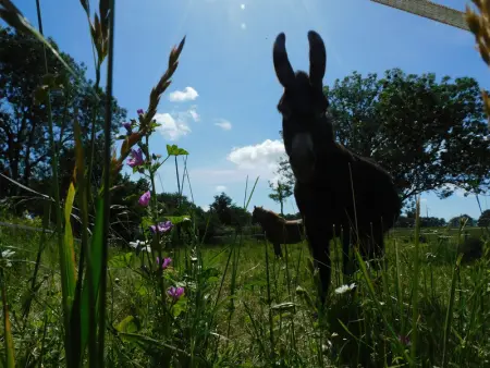 Gîte rustique avec salle de jeux et animaux en campagne - Photo 18