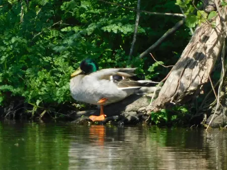 Gîte rustique avec salle de jeux et animaux en campagne - Photo 19