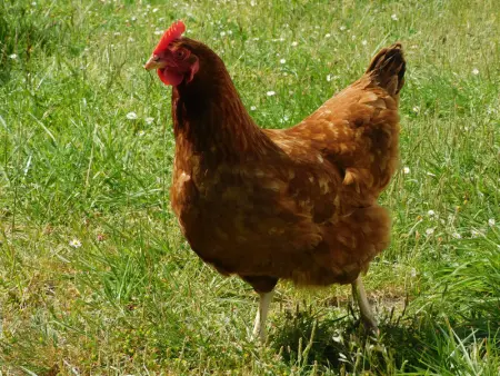 Gîte rustique avec salle de jeux et animaux en campagne - Photo 20