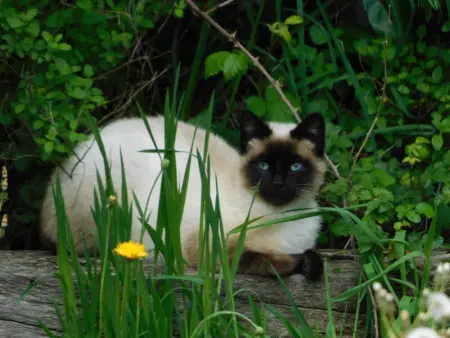 Gîte rustique avec salle de jeux et animaux en campagne - Photo 21