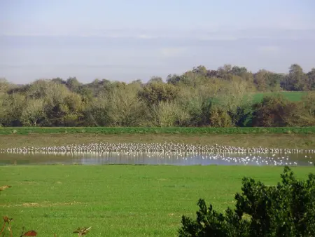 Charmant Gîte Rénové avec Jardin Privé, Cheminée et WiFi à Vairé, Vendée - Photo 16