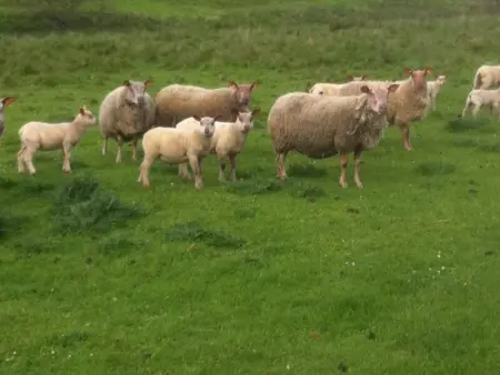 Gîte Naturel au Périgord Limousin, Animaux Admis, Wi-Fi Gratuit - Photo 16
