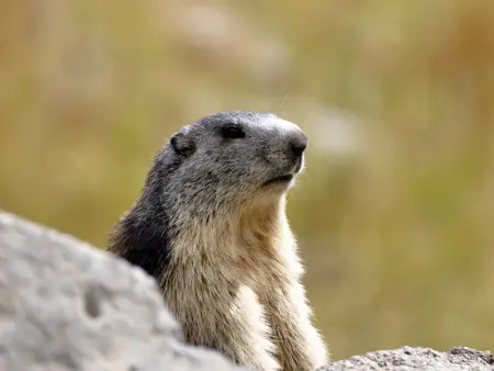 Chalet 5 pers avec balcon, animaux admis, garage, Chaillol 1600 - Photo 9