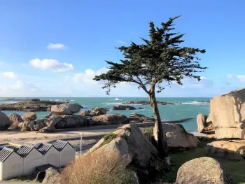 Haus in Trégastel,Maison rénovée face à la plage du Coz-Pors avec jardin - 2 chambres FR-1-368-66 N°831312