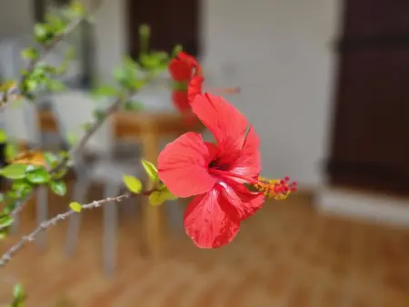 Studio avec Piscine, Proche Plage à Sari-Solenzara - Photo 15