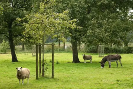 Goed van den Bogaerde, Ferme de Beernem avec piscine - Photo 38
