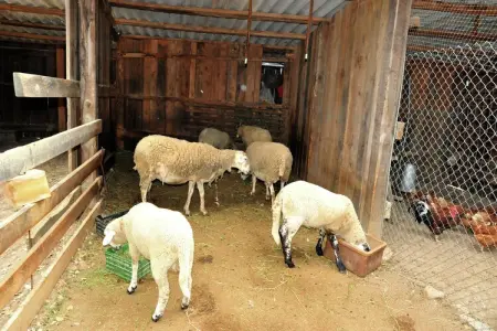 Can Rajoler, Gîte à Riudarenes avec piscine privée - Photo 33