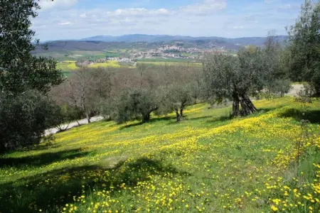 Augusto, Ferme près du Lac Trasimène avec piscine - Photo 37