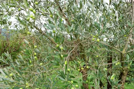 Augusto, Ferme près du Lac Trasimène avec piscine - Photo 39
