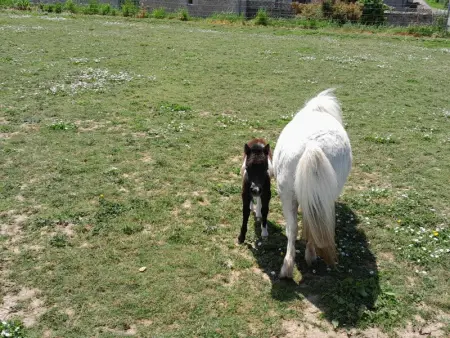Maison campagne proche plage, animaux admis, WiFi - Photo 10