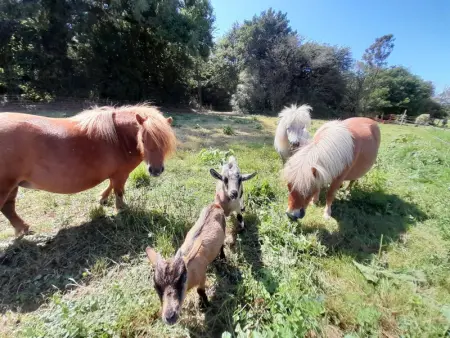 Maison campagne proche plage, animaux admis, WiFi - Photo 12