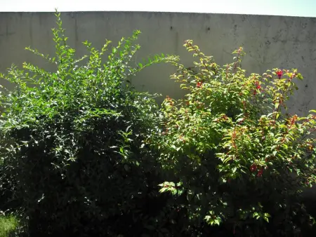 Maison cosy près des dunes, 5 pers, jardin clos, terrasse, Wi-Fi, animaux acceptés, parking - Photo 15