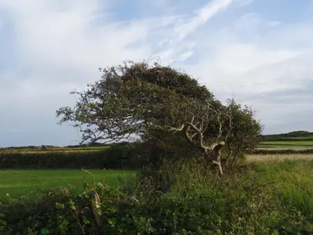 Maison cosy près des dunes, 5 pers, jardin clos, terrasse, Wi-Fi, animaux acceptés, parking - Photo 22