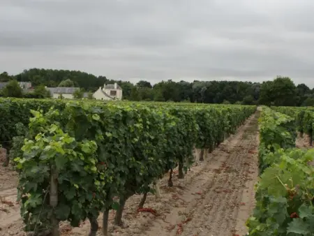 Charmante maison XIXème à Beaumont-en-Véron, jardin clos, proche vignobles - Photo 16
