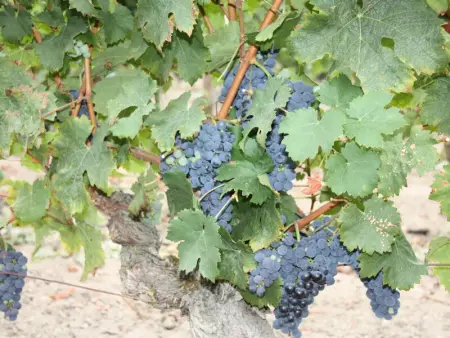 Charmante maison XIXème à Beaumont-en-Véron, jardin clos, proche vignobles - Photo 17