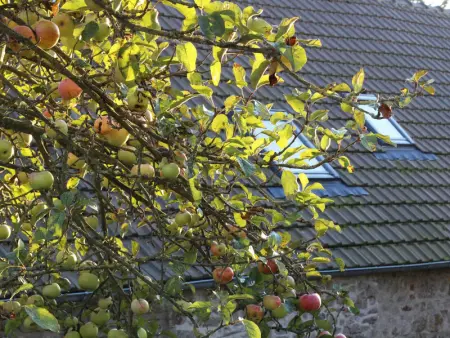 Maison familiale à Siouville-Hague avec internet et jardin clos - Photo 21