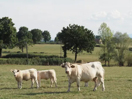 Maison bourbonnaise rénovée avec cour privée et terrasse paisible - Photo 20
