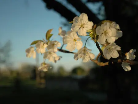 Chalet charmant au cœur du vignoble, terrasse et jardin - Photo 13