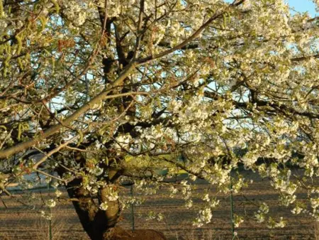 Chalet charmant au cœur du vignoble, terrasse et jardin - Photo 16