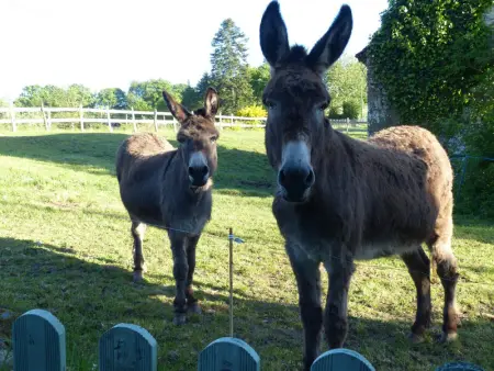 La Bergerie - Hortensia: Maison Ancienne avec Jardin Anglais - Photo 22
