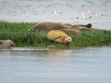 Maison charmante à Sainte-Marie-du-Mont avec WiFi et parking - Photo 15