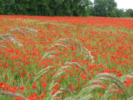 Maison charmante à Sainte-Marie-du-Mont avec WiFi et parking - Photo 17