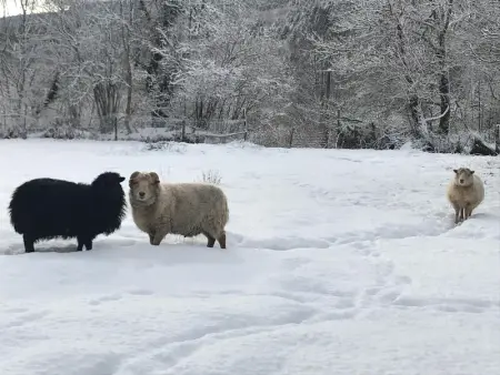 Studio Montagne avec Terrasse Privative, Wifi, Près de Sentiers de Randonnée, Animaux Acceptés - Photo 27