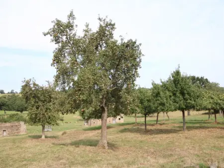 Maison ancienne avec insert et animaux autorisés - Photo 16