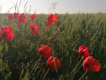 Chalet cosy avec jardin, parking et recharge VE aux portes des Vosges - Photo 21