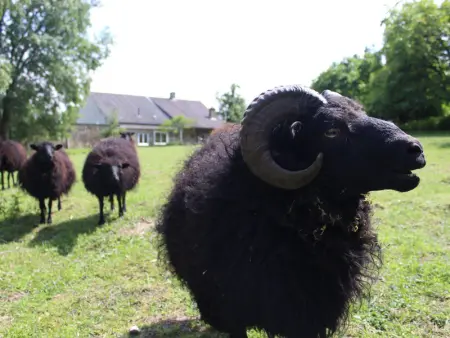 Gîte de charme proche du Mans pour 6 pers., commerces à pied, tout équipé - Photo 19