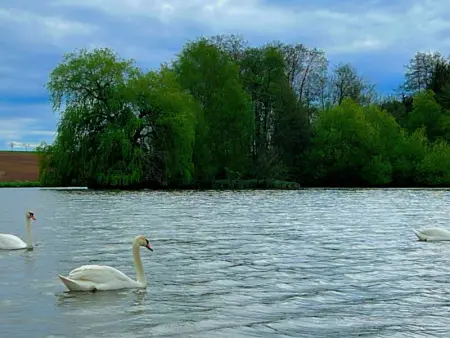 Gîte confortable avec terrasse et jardin, près de Baccarat, idéal pour nature et détente - Photo 19