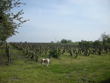Charmante fermette près des Châteaux de Loire et Zoo de Beauval, terrain clos, dégustation de vin - Photo 20