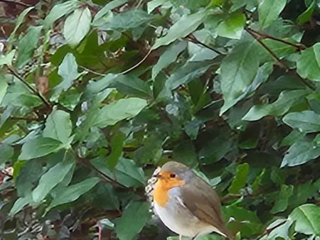 Charmante maison avec jardin au cœur du Parc Naturel Régional de la Brenne, idéale pour télétravail. - Photo 21