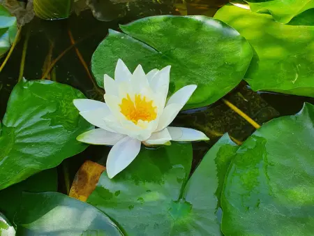 Charmante maison avec jardin au cœur du Parc Naturel Régional de la Brenne, idéale pour télétravail. - Photo 23