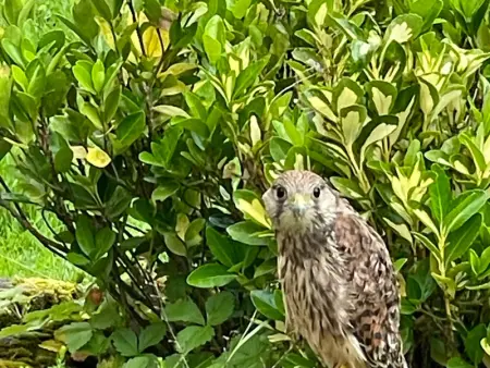 Superbe Ferme Rénovée avec Cheminée, Wifi, et Jeux Extérieurs près de Gérardmer et Épinal - Photo 28