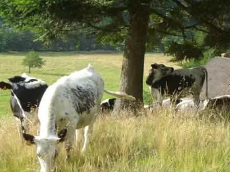 Maison de Montagne à La Bresse, 2 Chambres, Confort et Activités, Garage, Wifi Inclus - Photo 21