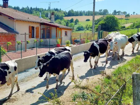 Gîte chaleureux à la ferme avec terrasse, animaux admis - Photo 13
